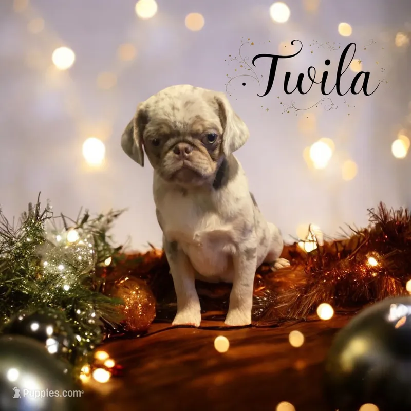 Twila - Lilac Merle girl