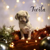Twila - Lilac Merle girl, a female Pug for sale in Onalaska, WA – Photo 2 of 10