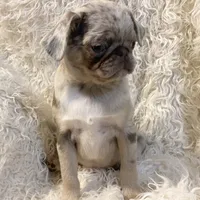 Twila - Lilac Merle girl, a female Pug for sale in Onalaska, WA – Photo 8 of 10