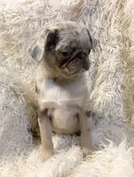 Twila - Lilac Merle girl, a female Pug for sale in Onalaska, WA – Photo 7 of 9