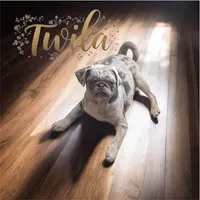 Twila - Lilac Merle girl, a female Pug for sale in Onalaska, WA – Photo 3 of 9