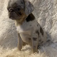 Twila - Lilac Merle girl, a female Pug for sale in Onalaska, WA – Photo 9 of 10