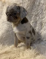 Twila - Lilac Merle girl, a female Pug for sale in Onalaska, WA – Photo 8 of 9