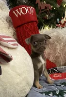 Joey - Lilac tan boy, a male Pug for sale in Onalaska, WA – Photo 7 of 10