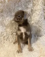 Joey - Lilac tan boy, a male Pug for sale in Onalaska, WA – Photo 2 of 10