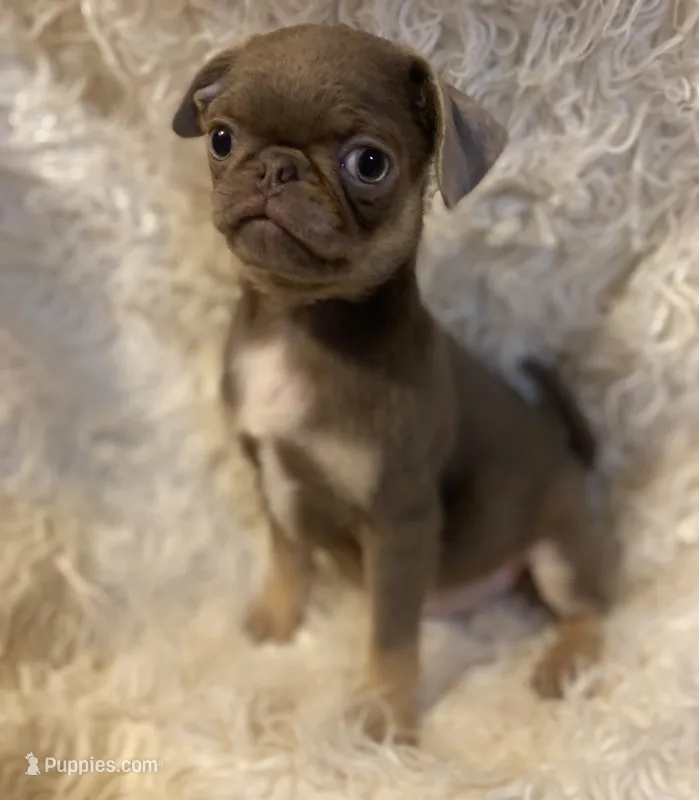 Joey - Lilac tan boy