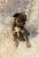 Joey - Lilac tan boy, a male Pug for sale in Onalaska, WA – Photo 3 of 10