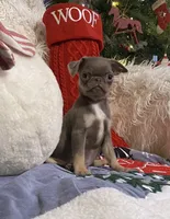 Joey - Lilac tan boy, a male Pug for sale in Onalaska, WA – Photo 9 of 10