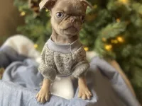 Joey - Lilac tan boy, a male Pug for sale in Onalaska, WA – Photo 5 of 10