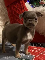 Joey - Lilac tan boy, a male Pug for sale in Onalaska, WA – Photo 10 of 10