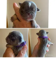 Purple lilac tan girl, a female Pug for sale in Onalaska, WA – Photo 6 of 6