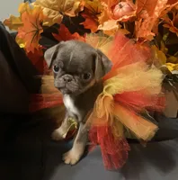 Purple lilac tan girl, a female Pug for sale in Onalaska, WA – Photo 4 of 6