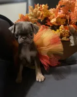 Purple lilac tan girl, a female Pug for sale in Onalaska, WA – Photo 2 of 6