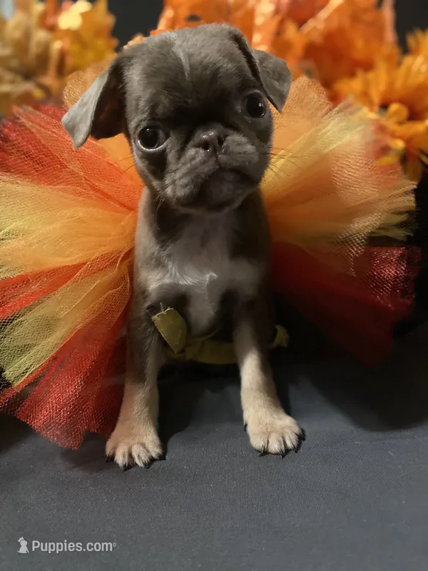 Purple lilac tan girl