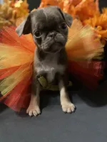 Purple lilac tan girl, a female Pug for sale in Onalaska, WA – Photo 1 of 6