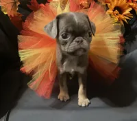 Purple lilac tan girl, a female Pug for sale in Onalaska, WA – Photo 3 of 6