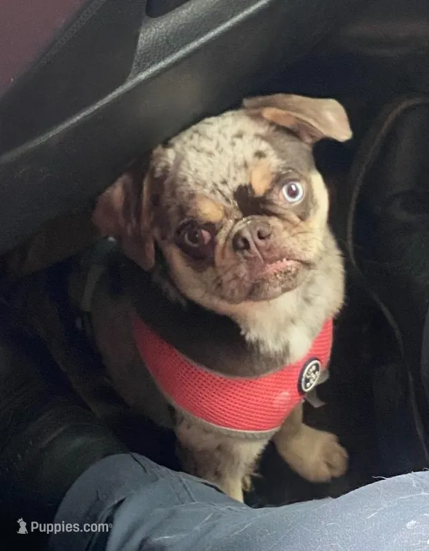 Tabbie ~ Rainbow lilac merle girl – Pug puppy for sale in Onalaska, WA