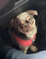 Tabbie ~ Rainbow lilac merle girl, a female Pug for sale in Onalaska, WA – Photo 1 of 9