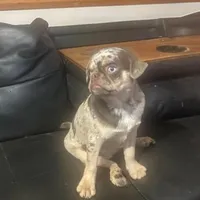 Tabbie ~ Rainbow lilac merle girl, a female Pug for sale in Onalaska, WA – Photo 5 of 9