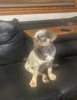 Tabbie ~ Rainbow lilac merle girl, a female Pug for sale in Onalaska, WA – Photo 2 of 10