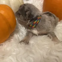 Tabbie ~ Rainbow lilac merle girl, a female Pug for sale in Onalaska, WA – Photo 7 of 9