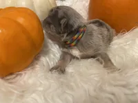 Rainbow lilac merle girl, a female Pug for sale in Onalaska, WA – Photo 6 of 10