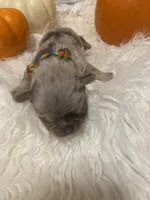 Rainbow lilac merle girl, a female Pug for sale in Onalaska, WA – Photo 5 of 10