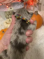 Rainbow lilac merle girl, a female Pug for sale in Onalaska, WA – Photo 4 of 10