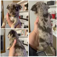 Rainbow lilac merle girl, a female Pug for sale in Onalaska, WA – Photo 1 of 10