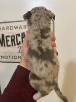 Rainbow lilac merle girl, a female Pug for sale in Onalaska, WA – Photo 3 of 10