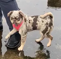 Tabbie ~ Rainbow lilac merle girl, a female Pug for sale in Onalaska, WA – Photo 2 of 9