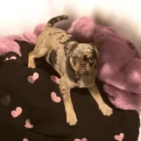 Tabbie ~ Rainbow lilac merle girl, a female Pug for sale in Onalaska, WA – Photo 6 of 9