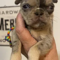 Tabbie ~ Rainbow lilac merle girl, a female Pug for sale in Onalaska, WA – Photo 8 of 9