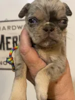 Rainbow lilac merle girl, a female Pug for sale in Onalaska, WA – Photo 2 of 10