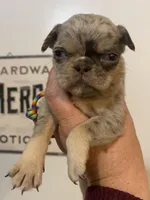 Rainbow lilac merle girl, a female Pug for sale in Onalaska, WA – Photo 8 of 10