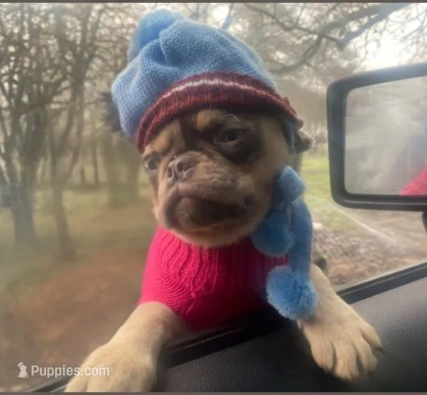 Tabbie ~ Rainbow lilac merle girl, a female Pug for sale in Onalaska, WA – Photo 1 of 10