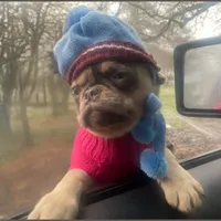 Tabbie ~ Rainbow lilac merle girl, a female Pug for sale in Onalaska, WA – Photo 3 of 9