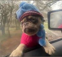 Tabbie ~ Rainbow lilac merle girl, a female Pug for sale in Onalaska, WA – Photo 1 of 10