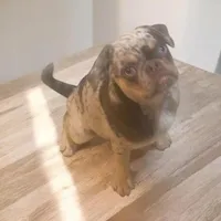 Tabbie ~ Rainbow lilac merle girl, a female Pug for sale in Onalaska, WA – Photo 4 of 9