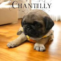 Chantilly ~ Fawn girl, a female Pug for sale in Onalaska, WA – Photo 4 of 8