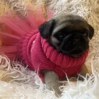 Chantilly ~ Fawn girl, a female Pug for sale in Onalaska, WA – Photo 3 of 9