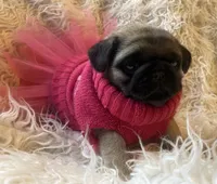 Chantilly ~ Fawn girl, a female Pug for sale in Onalaska, WA – Photo 2 of 8