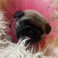 Chantilly ~ Fawn girl, a female Pug for sale in Onalaska, WA – Photo 5 of 9