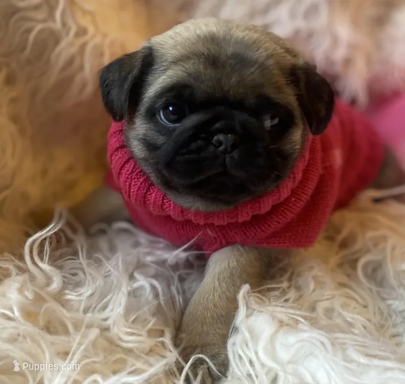 Chantilly ~ Fawn girl