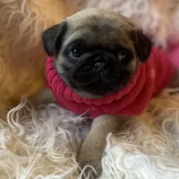 Chantilly ~ Fawn girl, a female Pug for sale in Onalaska, WA – Photo 2 of 9