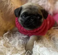 Chantilly ~ Fawn girl, a female Pug for sale in Onalaska, WA – Photo 1 of 8