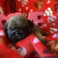 Chantilly ~ Fawn girl, a female Pug for sale in Onalaska, WA – Photo 8 of 9
