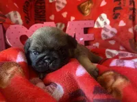 Chantilly ~ Fawn girl, a female Pug for sale in Onalaska, WA – Photo 6 of 8