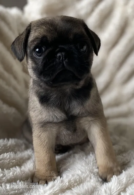 Chantilly ~ Fawn girl – Pug puppy on hold in Onalaska, WA