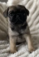 Chantilly ~ Fawn girl, a female Pug for sale in Onalaska, WA – Photo 1 of 9